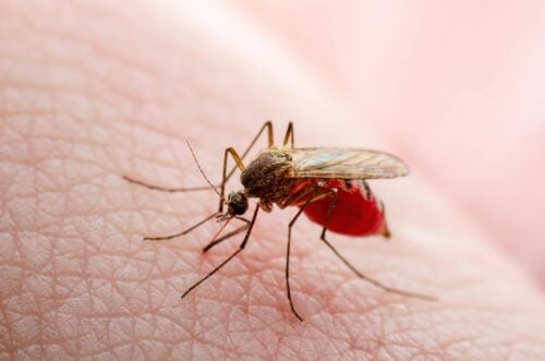 Dangerous Zika Infected Mosquito Skin Bite. Leishmaniasis, Encephalitis, Yellow Fever, Dengue, Malaria Disease, Mayaro or Zika Virus Infectious Culex Mosquito Parasite Insect Macro.