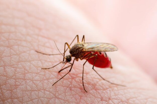 Dangerous Zika Infected Mosquito Skin Bite. Leishmaniasis, Encephalitis, Yellow Fever, Dengue, Malaria Disease, Mayaro or Zika Virus Infectious Culex Mosquito Parasite Insect Macro.