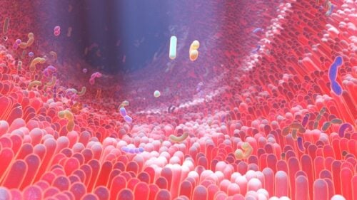 The Microbiome Theory of Aging (MTA) 3D rendering of human intestine villi and microbiome