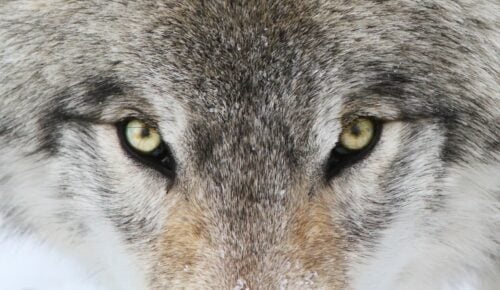 Alpha male timber wolf in winter