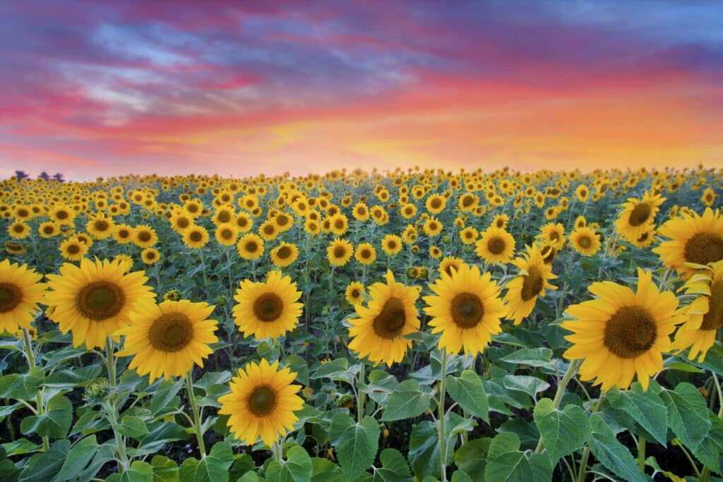 sunflower-39 Home